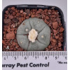 Lophophora williamsii - Plant